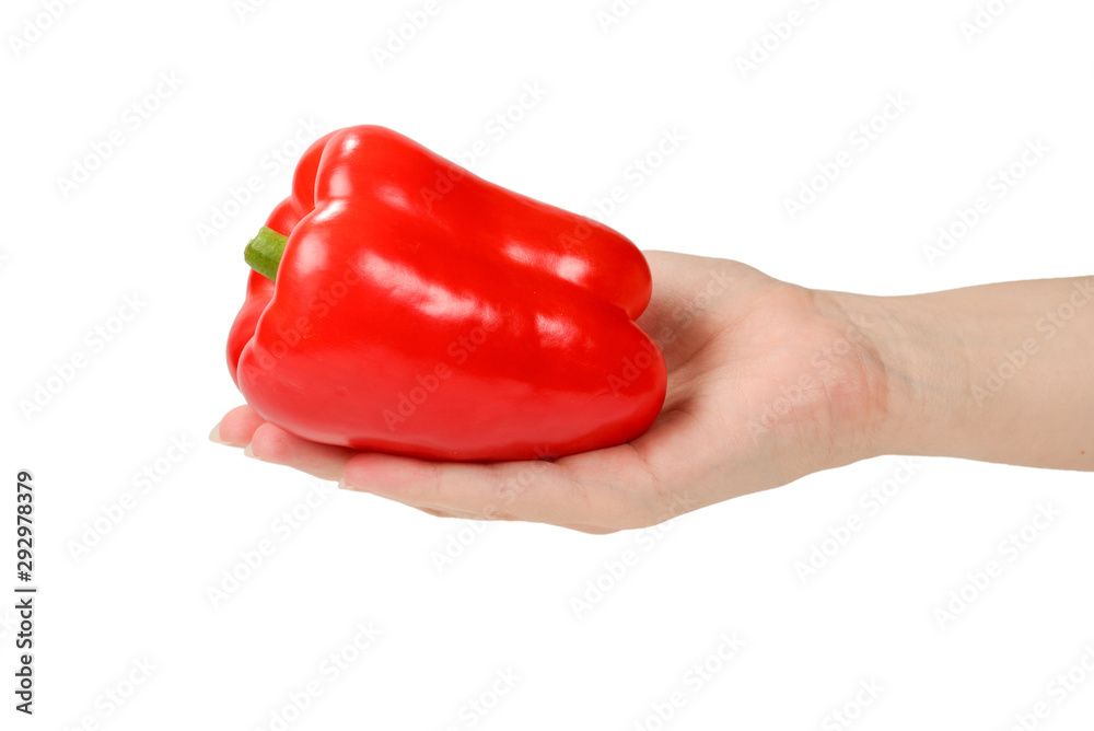 Bell pepper in woman hand isolated on white.