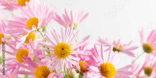Beautiful pink chamomile flowers on white background. Floral pink summer background. banner