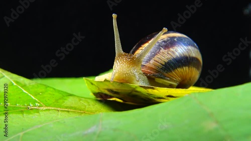 Helix pomatia, common names the Roman snail, Burgundy snail, edible snail or escargot. The snail slowly creeps on a leaf. Fauna of Ukraine. photo