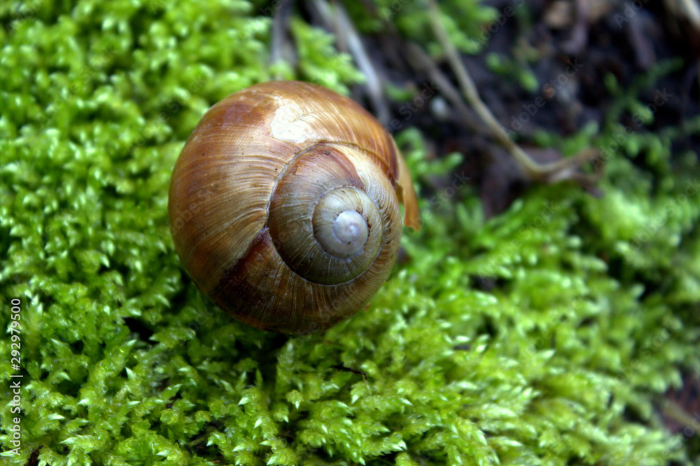 Close up of snail shell on bright moss Close up of snail shell on bright moss