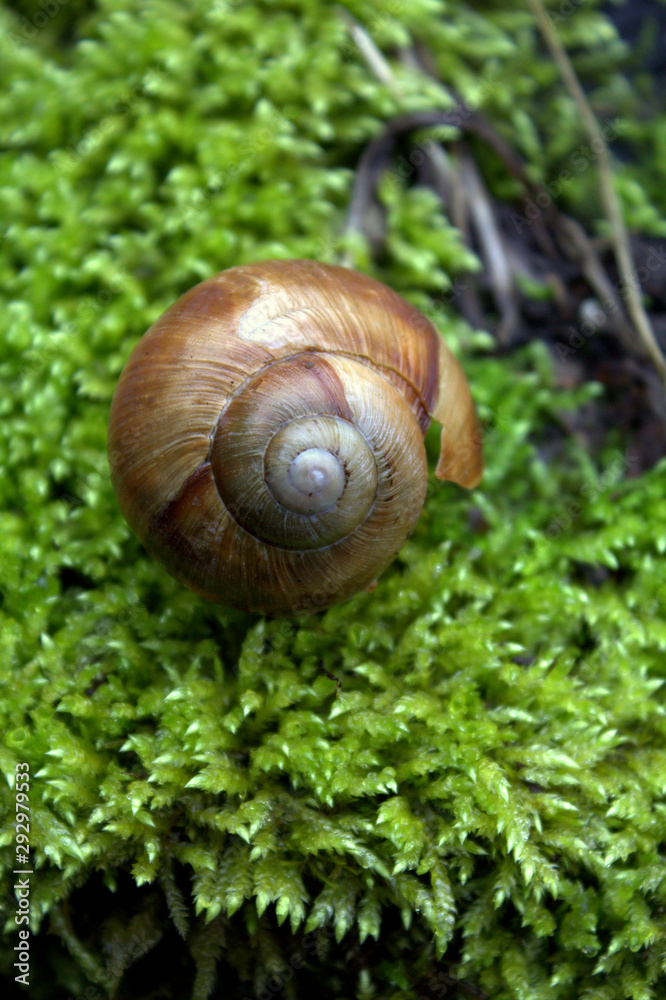 Close up of snail shell on bright moss Close up of snail shell on bright moss