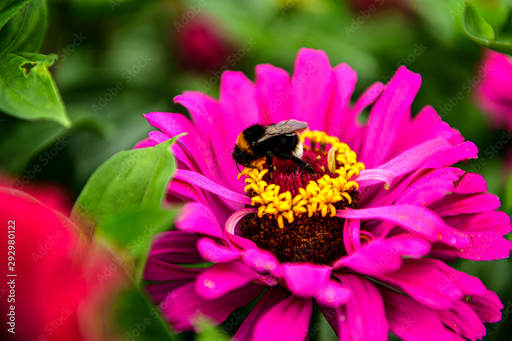 Zinnia flower pink in the garden blooming in summer Zinnia flower pink in the garden blooming in summer