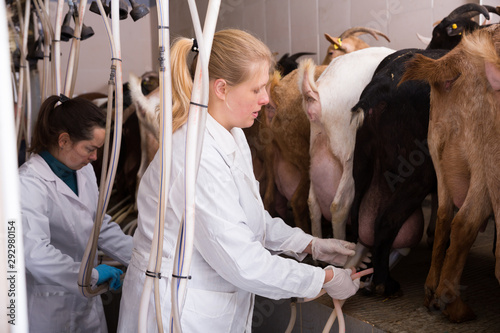 Two women milking goats