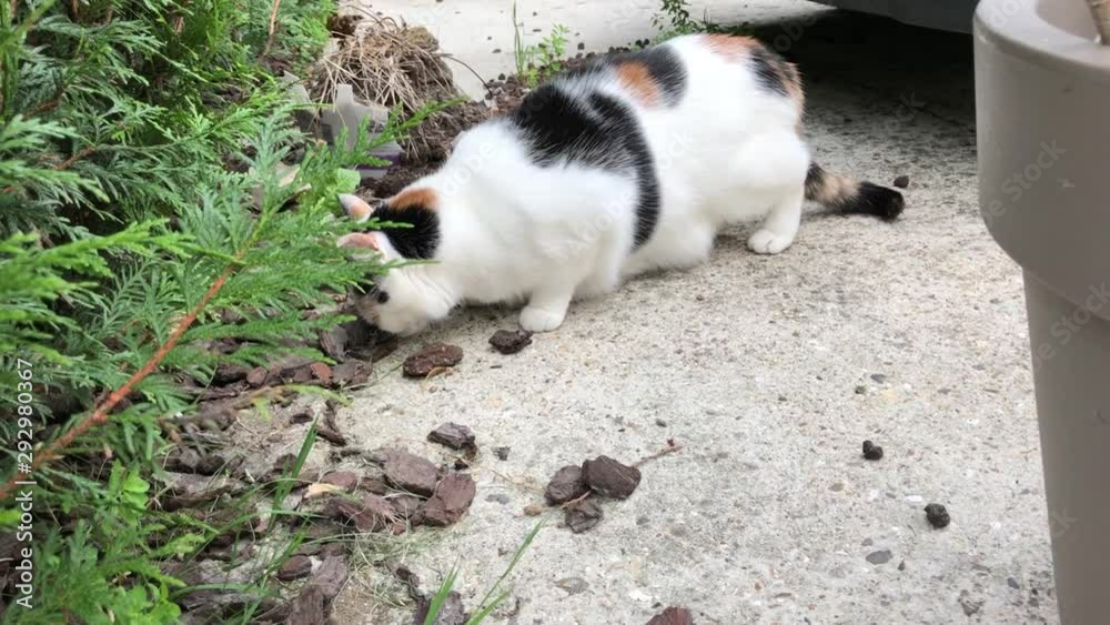 Tortoiseshell cat wandering Tortoiseshell cat wandering