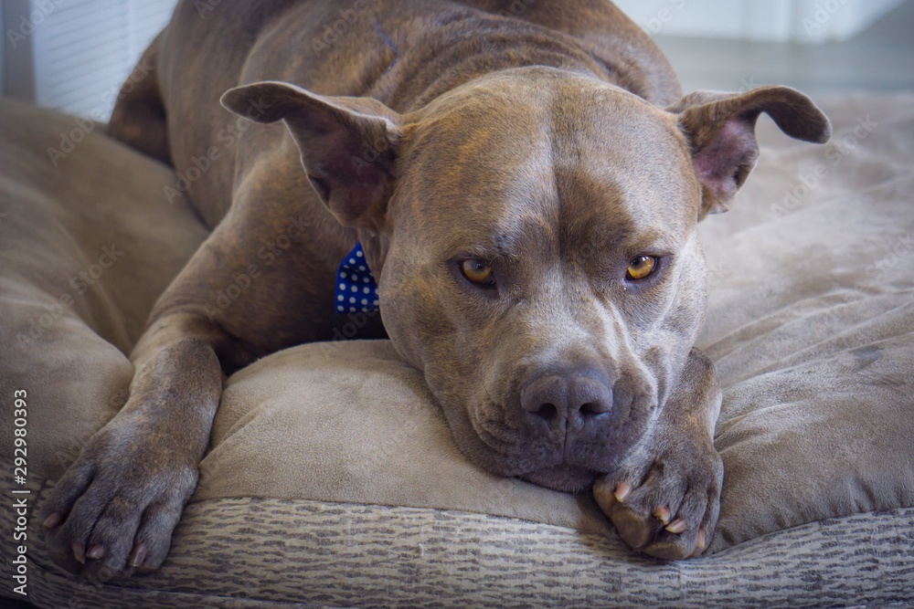 Pitbull relaxing in Bowtie