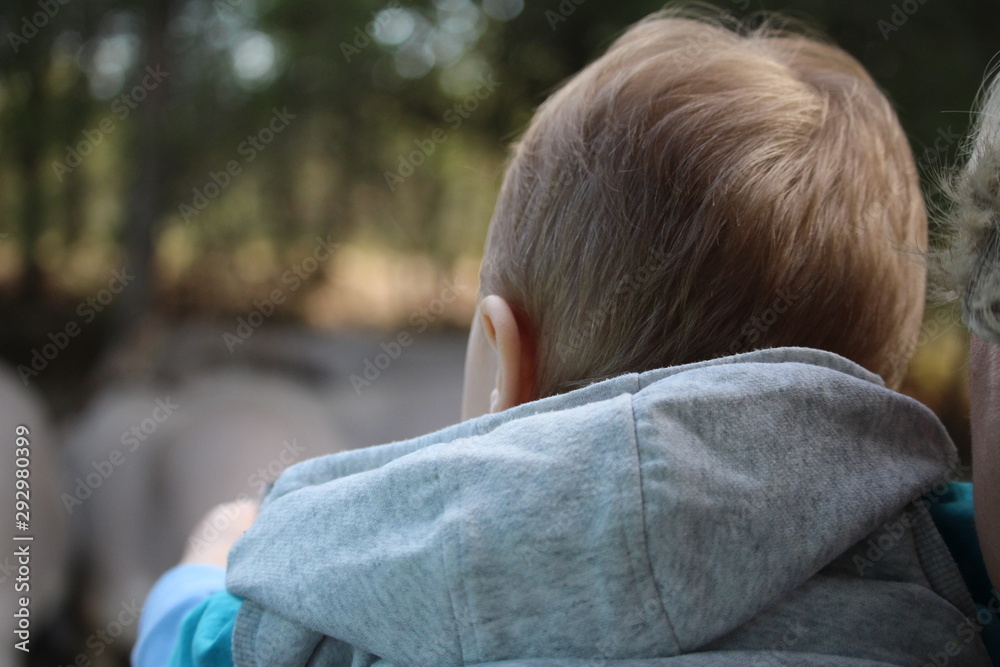 enfant qui regarde par la fenêtre des ânes enfant qui regarde par la fenêtre des ânes