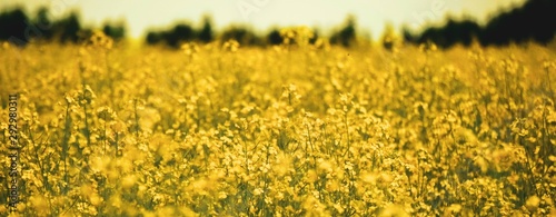 Canola Field Yellow Bokeh © Captum Creatives