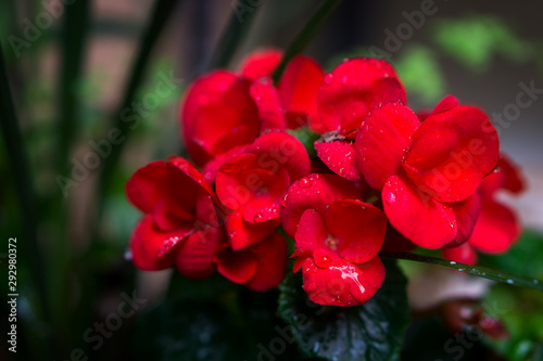 up close red flowers with dew drops