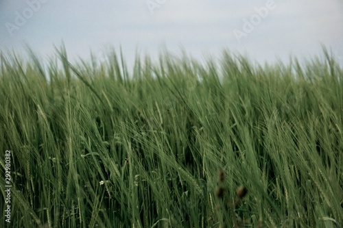 Grass field blowing in wind