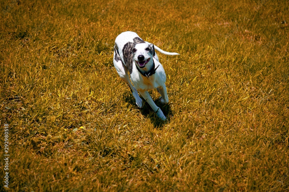 Whippet running in yellow grass