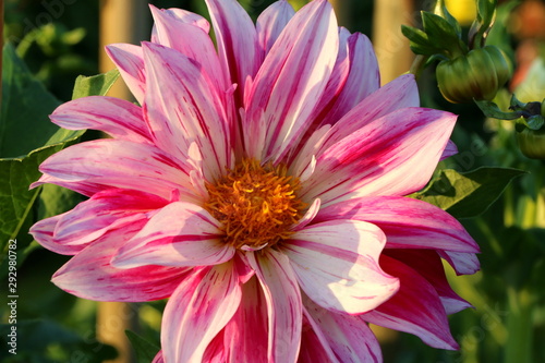 Eine rosa Dahlienblüte in einem Blumengarten im Sommer