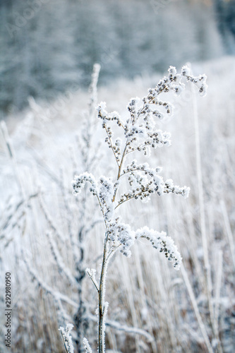 A close up of dry grass in frosty weather on a beautiful and cold winter day © Laura Kezbere