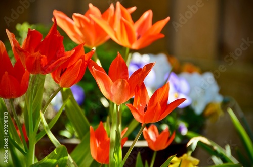 Red Spring Tulips 