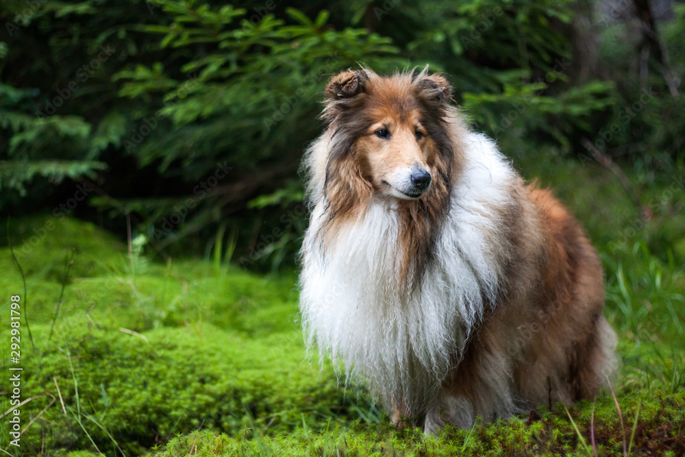 Rough collie standing at a forest