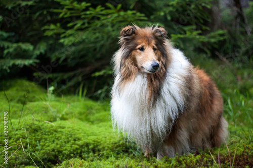 Rough collie standing at a forest