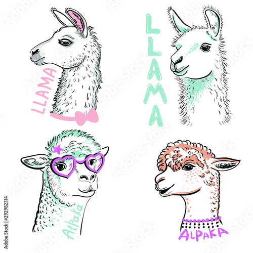 Llama, Alpaka in pink glasses. Cartoon doodle llama character vector design. Drawn llama head portrait sticker, patch badg Template. Close-up. Clip art. Hand Painting. Ink. Line art, black and white. 