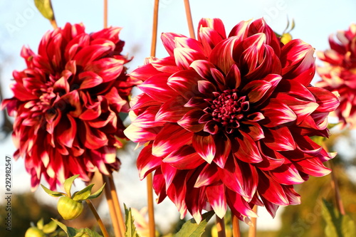 Dunkelrote Dahlien-Blüten in einem sommerlichen Blumengarten