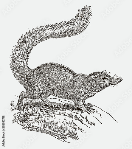 Pygmy treeshrew tupaia minor sitting on a branch. Illustration after engraving from 19th century