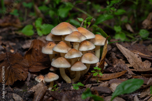 Hypholoma fasciculare, commonly known as the sulphur tuft, sulfur tuft or clustered woodlover, is a common woodland mushroom, often in evidence when hardly any other mushrooms are to be found.