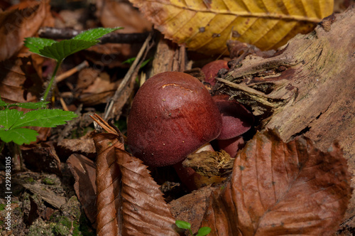 Tricholomopsis rutilans, known by the unusual but apt common name of Plums and Custard or, less commonly Red-haired agaric, is a species of gilled mushroom found across Europe and North America.