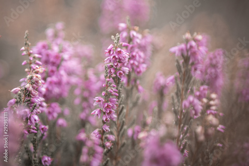 field of lavender