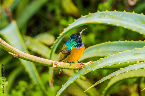 Orange-breasted sunbird (Anthobaphes violacea) perched on red aloe branch