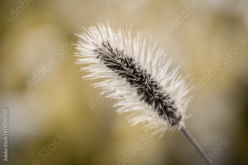 thistle in winter