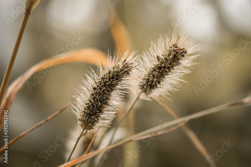 thistle in bloom
