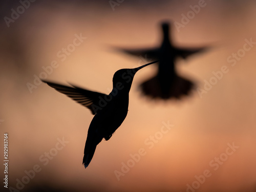 Hummingbirds in Sunset