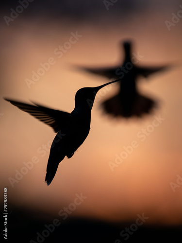 Hummingbirds in Sunset