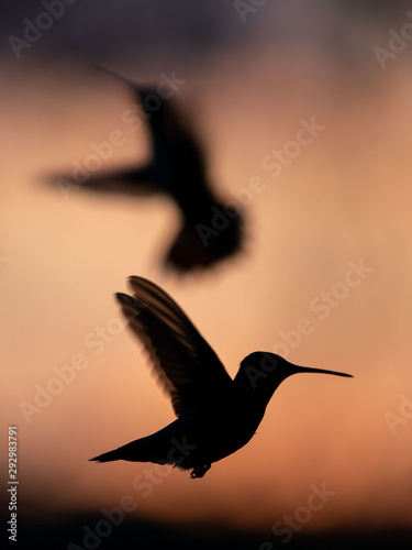 Hummingbirds in Sunset