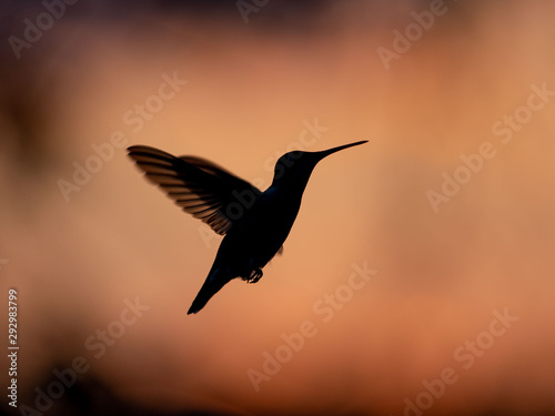 Hummingbirds in Sunset