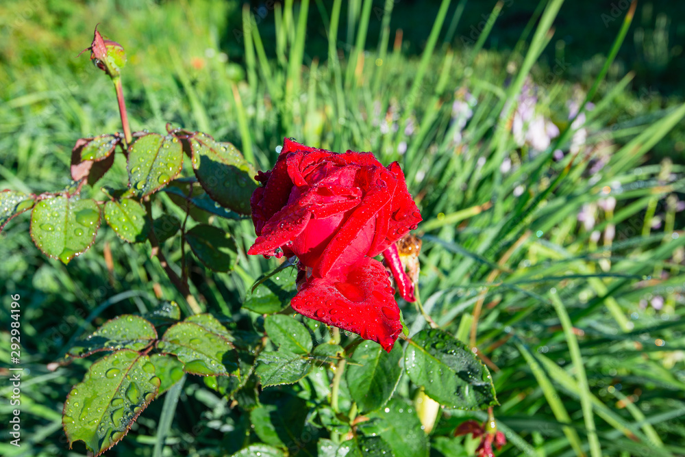 red rose with dewdrops on lightgreen grass background in the summer morning garden red rose with dewdrops on lightgreen grass background in the summer morning garden