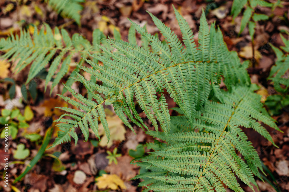 Fern leaves in the forest close up