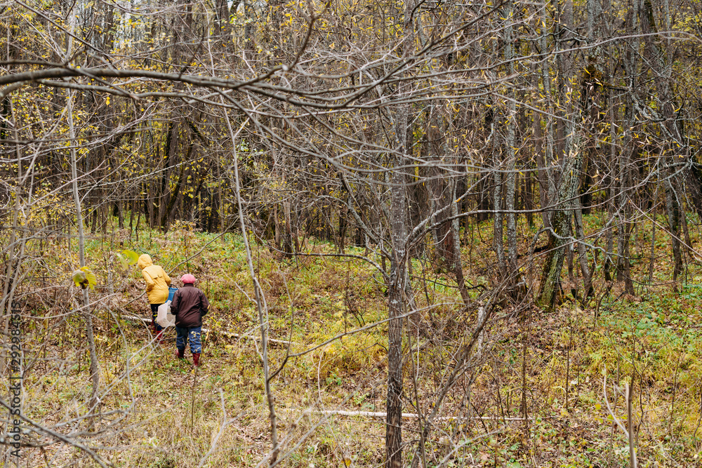 Mushroom pickers in the forest in autumn. Atmospheric day in the forest. Picking autumn mushrooms Mushroom pickers in the forest in autumn. Atmospheric day in the forest. Picking autumn mushrooms