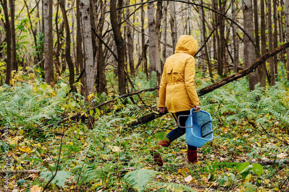 Mushroom pickers in the forest in autumn. Atmospheric day in the forest. Picking autumn mushrooms Mushroom pickers in the forest in autumn. Atmospheric day in the forest. Picking autumn mushrooms