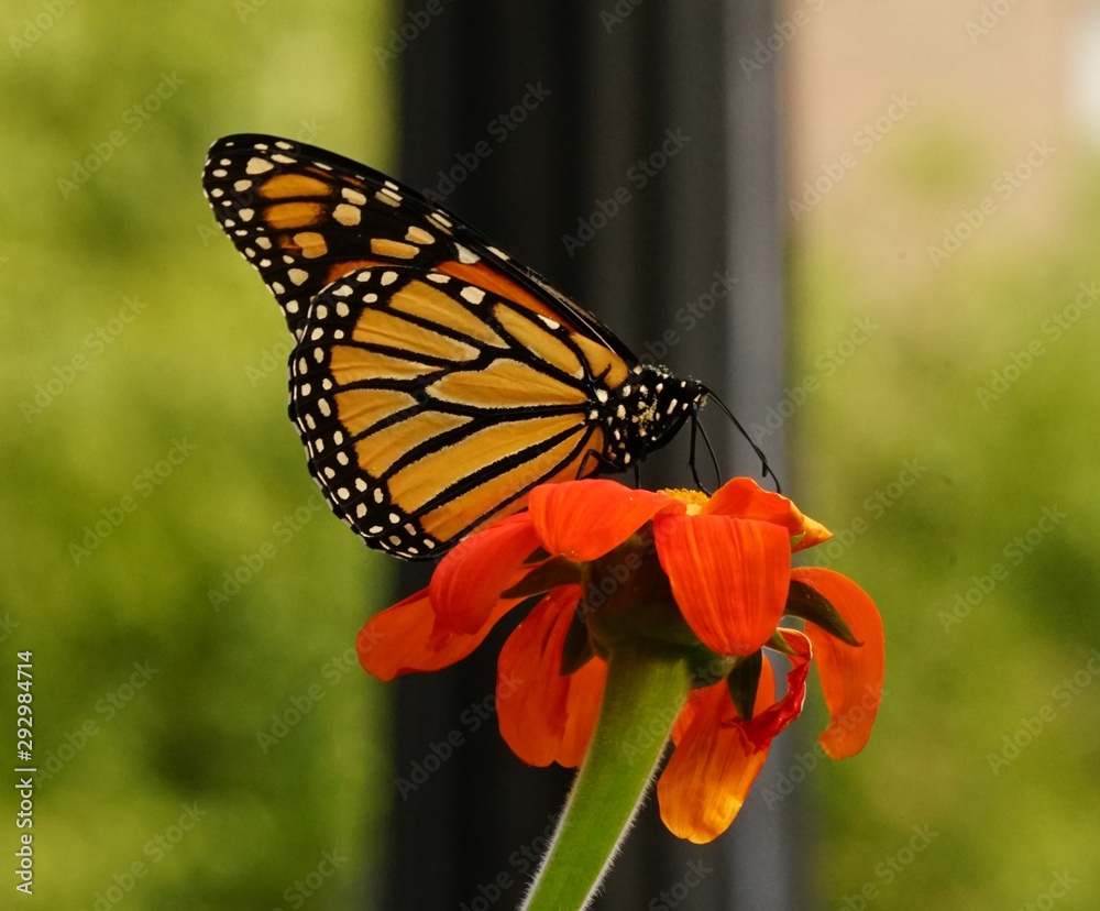 Fototapeta premium Monarch Butterfly on an Orange Flower - Danaus Plexippus