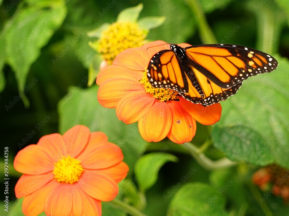 Obraz premium butterfly on flower