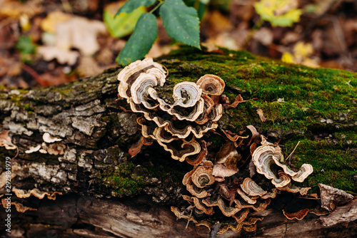 Mushrooms on a fallen tree in the forest