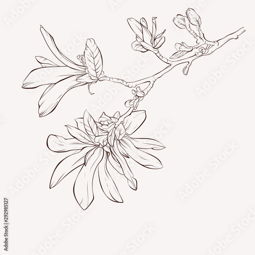 Magnolia flower drawings.