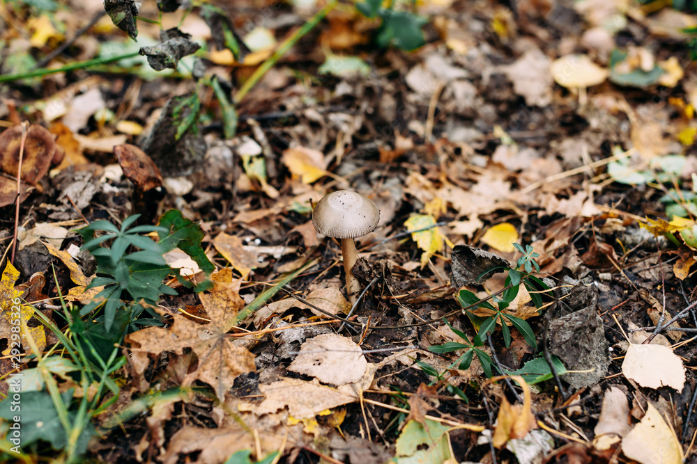 Poisonous mushrooms in the forest. Mushroom dangerous mushrooms in the fall Poisonous mushrooms in the forest. Mushroom dangerous mushrooms in the fall