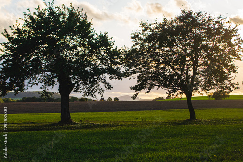 silhouettes of two trees on green meadow against cloudy sunset sky and misty hillside