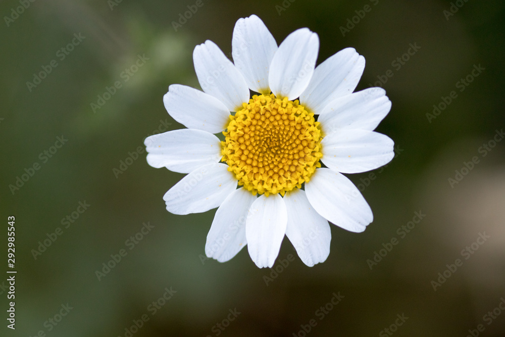 flower with macro in a lot of detail flower with macro in a lot of detail