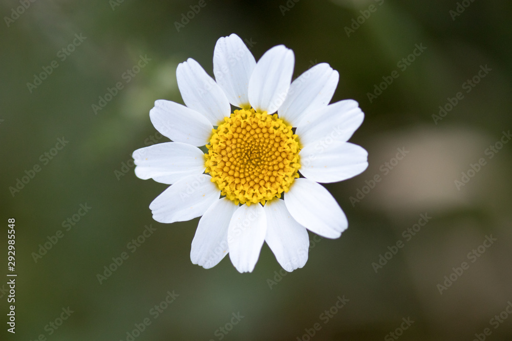 Fototapeta premium flower with macro in a lot of detail
