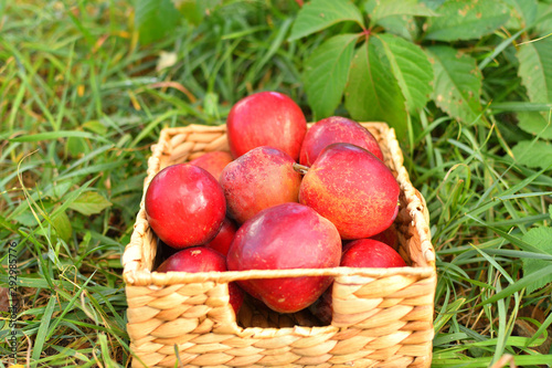 Apple harvest. Ripe red apples in basket on green grass. Apple picking. autumn background