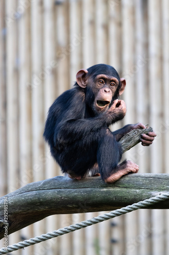 Young chimpanzee sitting on a tree eating something Fototapet