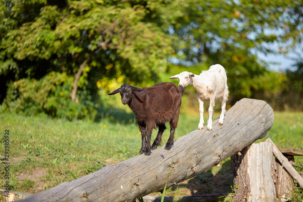 Goats at farm. Black and white goats walking on a deck. Goats at farm. Black and white goats walking on a deck.