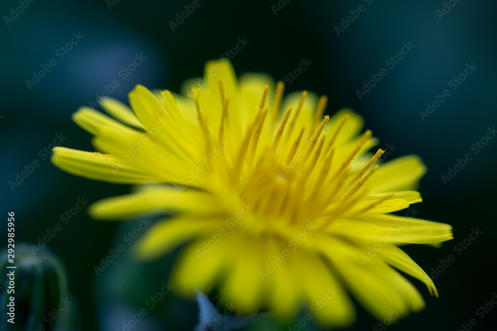 flower with macro in a lot of detail flower with macro in a lot of detail