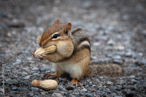 hungry chipmunk eating peanuts photo