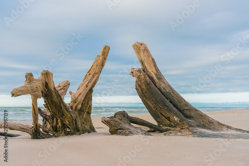 Beautiful seascape with old roots on the shore.